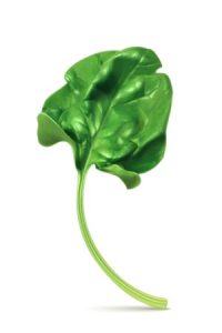 Spinach Leaf