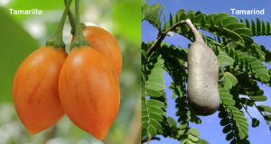 Two tree fruits compared. Cluster of 3 tamariallo fruits on left, one tamarind pod on right.