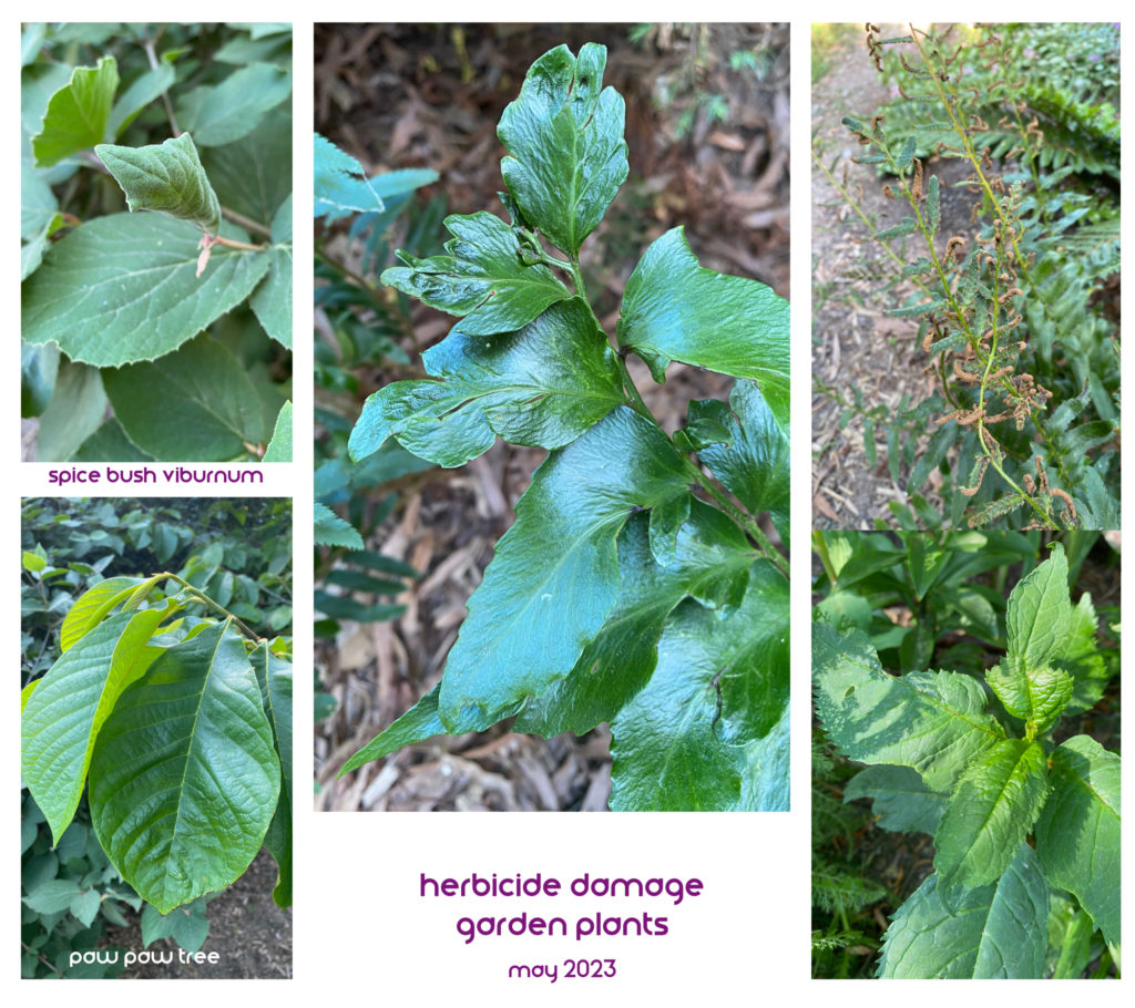 Leaf damage on spice viburnum, paw paw and a pair of ferns
