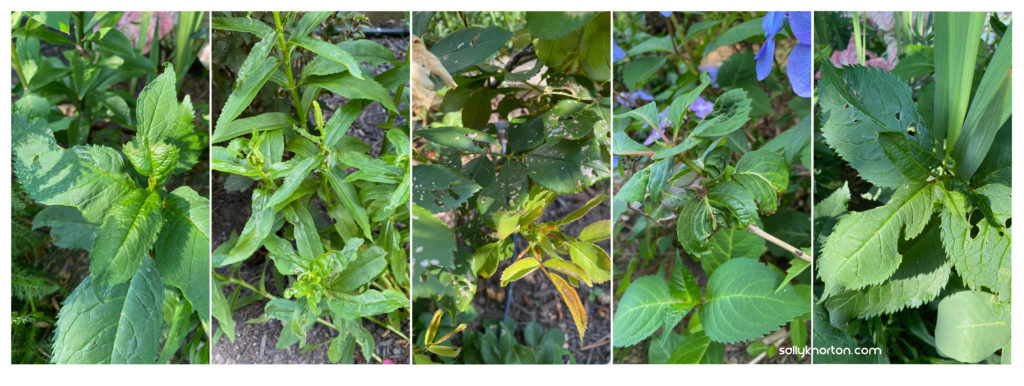 Images showing herbicide damage to garden plants.